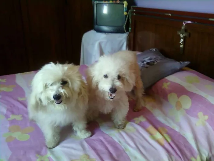 Cachorro raça Poodlle idade 6 ou mais anos nome Hulk