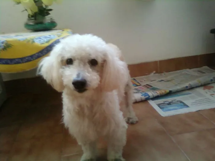 Cachorro raça Poodlle idade 6 ou mais anos nome Hulk