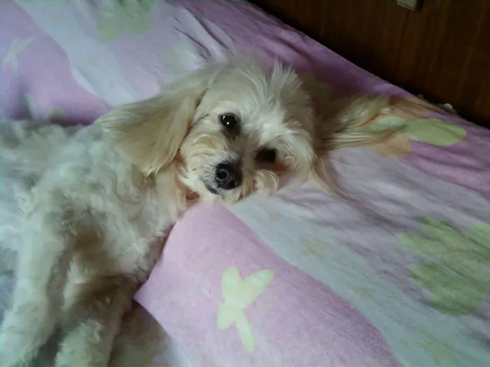 Cachorro raça Poodlle idade 6 ou mais anos nome Hulk