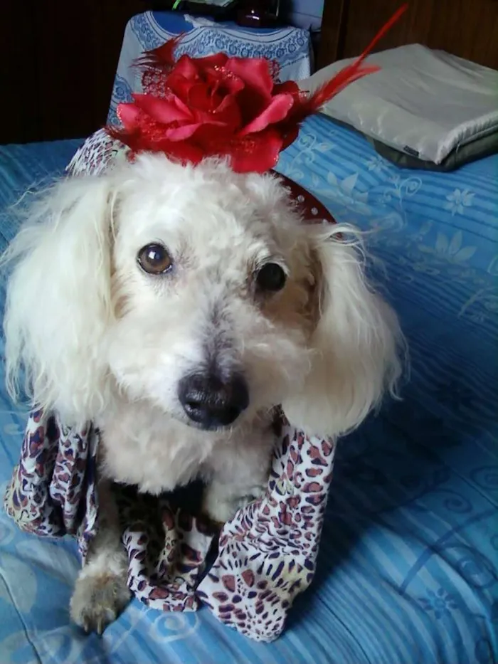 Cachorro raça Poodlle idade 6 ou mais anos nome Hulk