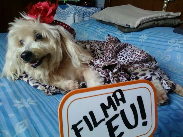 Cachorro raça Poodlle idade 6 ou mais anos nome Hulk