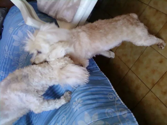 Cachorro raça Poodlle idade 6 ou mais anos nome Hulk