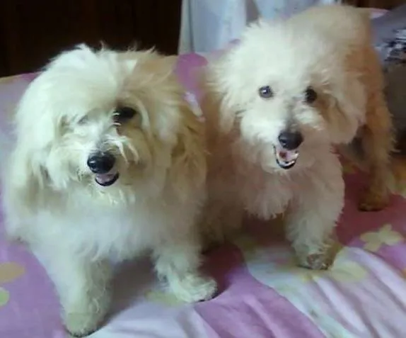 Cachorro raça Poodlle idade 6 ou mais anos nome Hulk