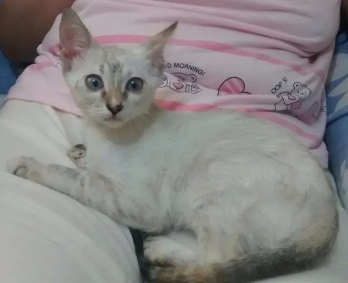 Gato ra a sdr idade 2 a 6 meses nome Baloo