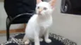 Cléo