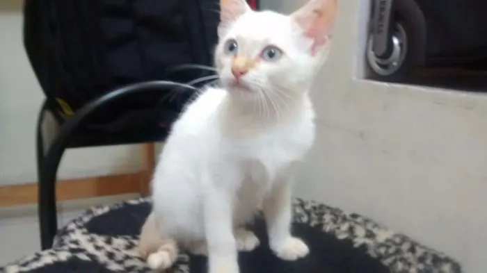 Gato ra a sdr idade 2 a 6 meses nome Cléo