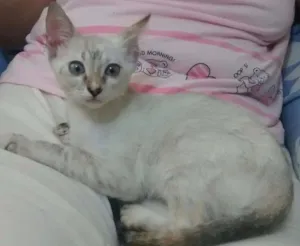 Gato raça sdr idade 2 a 6 meses nome Baloo