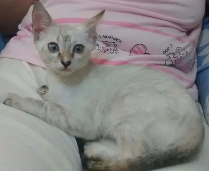 Gato ra a sdr idade 2 a 6 meses nome Baloo