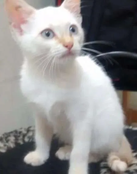 Gato ra a sdr idade 2 a 6 meses nome Cléo