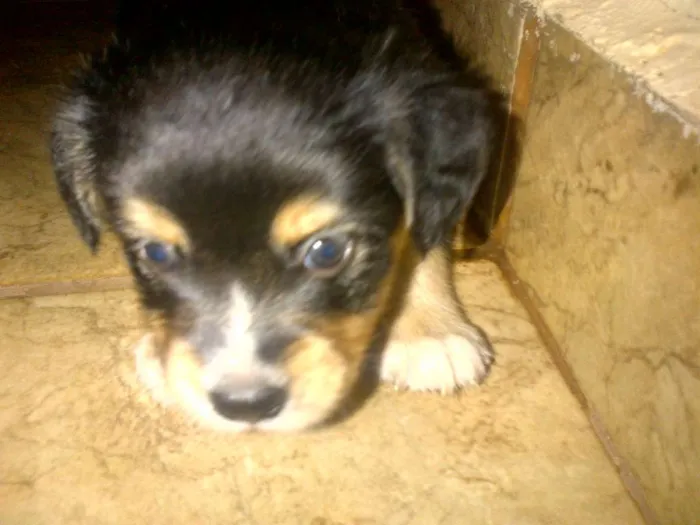 Cachorro ra a vira lata idade Abaixo de 2 meses nome Não tem