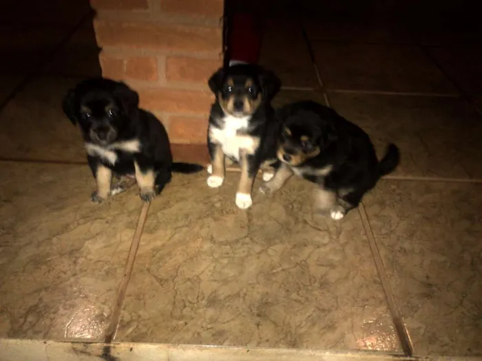 Cachorro ra a vira lata idade Abaixo de 2 meses nome Não tem