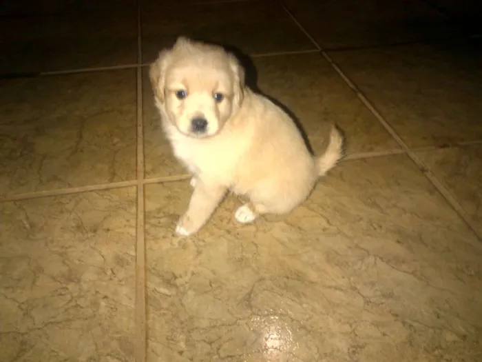 Cachorro ra a vira lata idade Abaixo de 2 meses nome Não tem