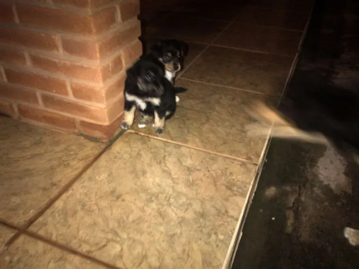 Cachorro ra a vira lata idade Abaixo de 2 meses nome Não tem