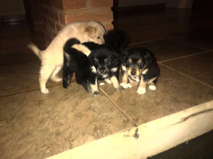 Cachorro ra a vira lata idade Abaixo de 2 meses nome Não tem