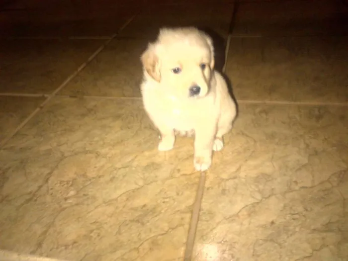 Cachorro ra a vira lata idade Abaixo de 2 meses nome Não tem