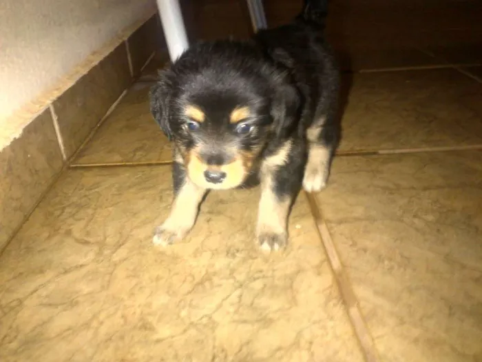 Cachorro ra a vira lata idade Abaixo de 2 meses nome Não tem