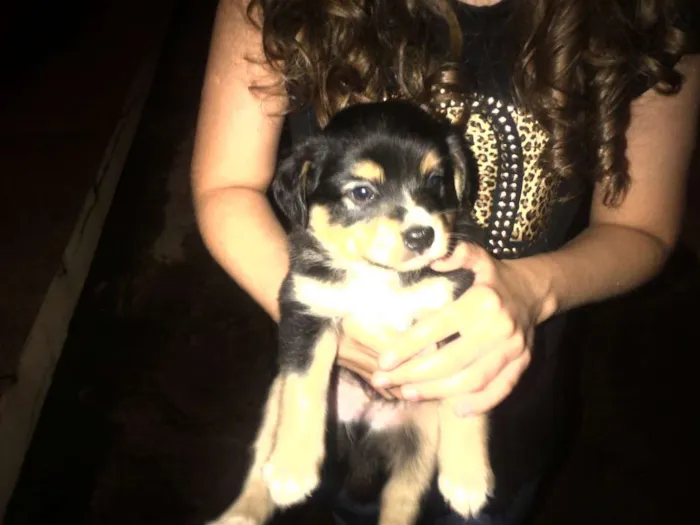 Cachorro ra a vira lata idade Abaixo de 2 meses nome Não tem