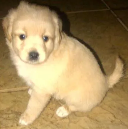 Cachorro ra a vira lata idade Abaixo de 2 meses nome Não tem