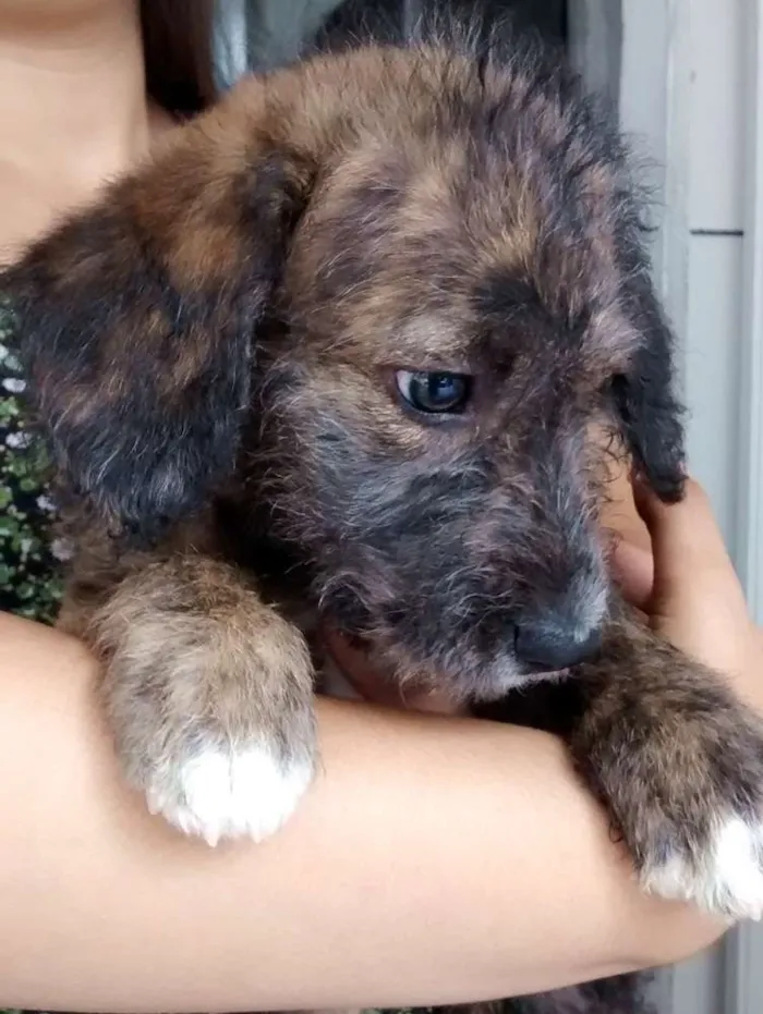 Cachorro ra a SRD idade 2 a 6 meses nome Sem nome ainda