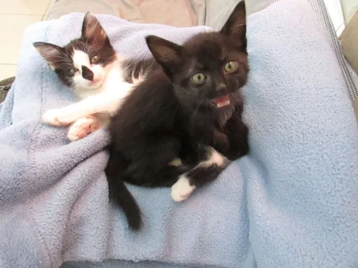 Gato ra a SRD idade 2 a 6 meses nome Fofo e Lili