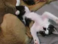 Fofo e Lili