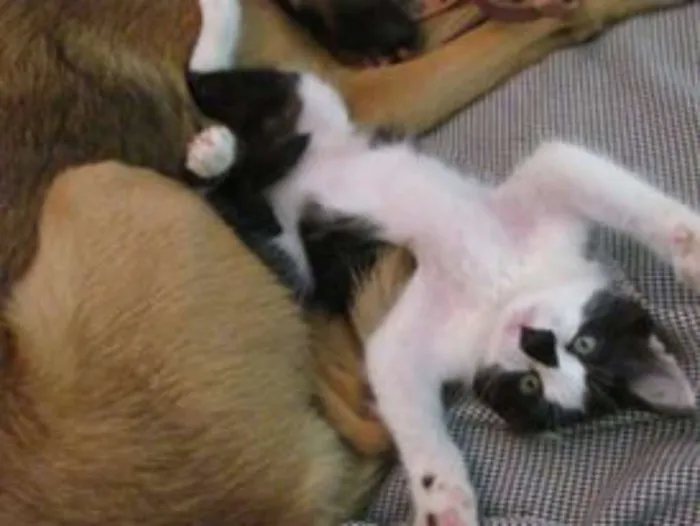 Gato ra a SRD idade 2 a 6 meses nome Fofo e Lili