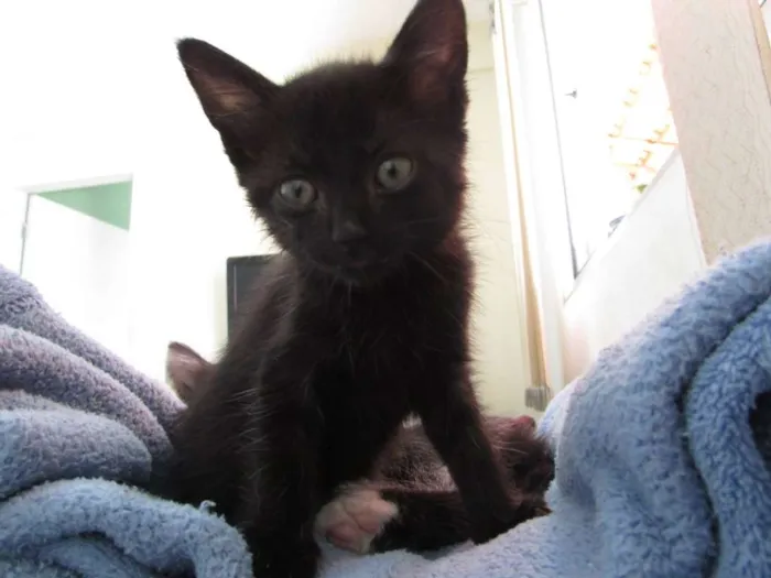 Gato ra a SRD idade 2 a 6 meses nome Fofo e Lili