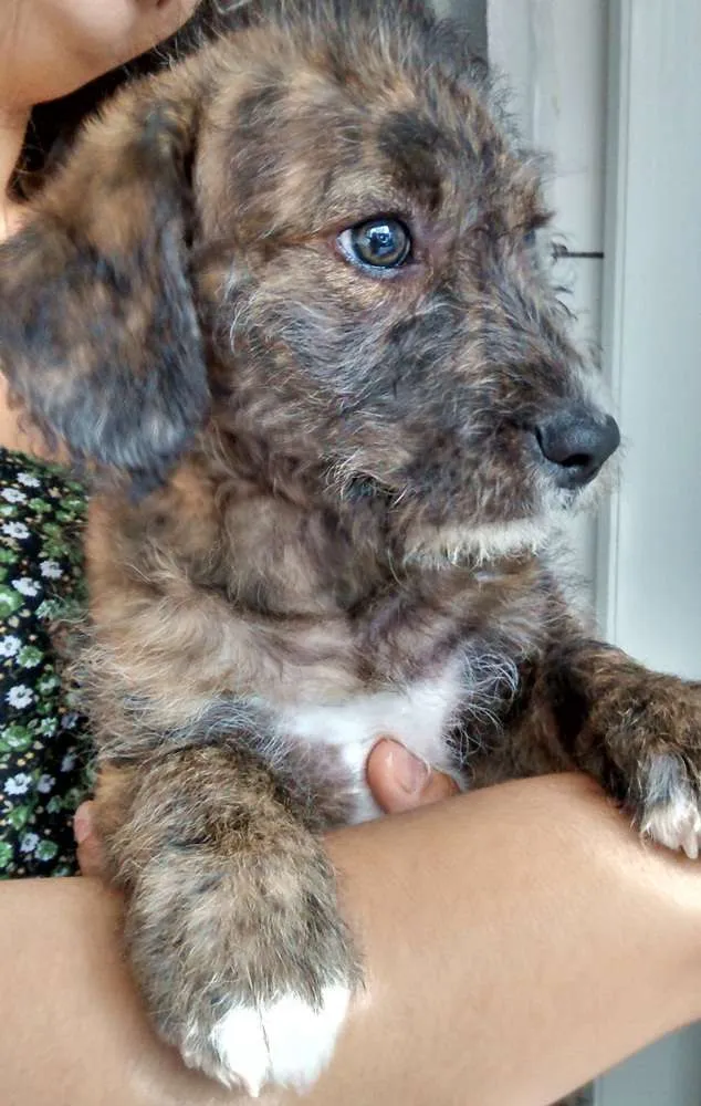 Cachorro ra a SRD idade 2 a 6 meses nome Sem nome ainda