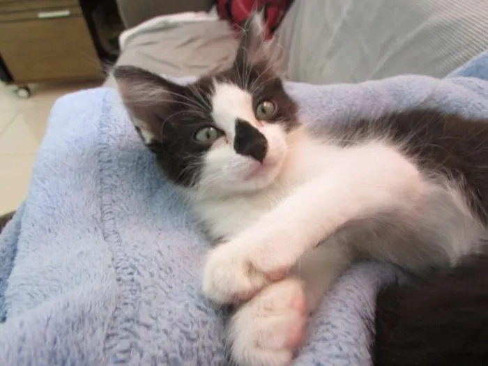 Gato ra a SRD idade 2 a 6 meses nome Fofo e Lili