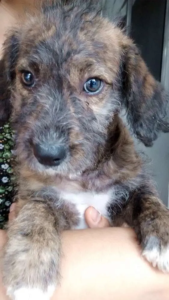 Cachorro ra a SRD idade 2 a 6 meses nome Sem nome ainda