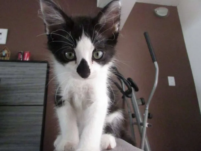 Gato ra a SRD idade 2 a 6 meses nome Fofo e Lili