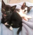 Fofo e Lili