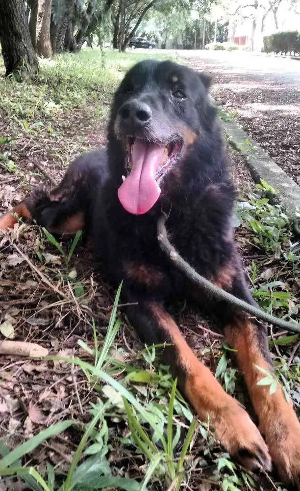 Cachorro ra a SRD idade 6 ou mais anos nome Joselito
