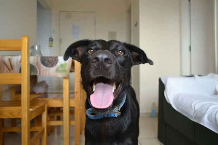 Cachorro ra a labrador c/ pastor alemão  idade 1 ano nome Lucky