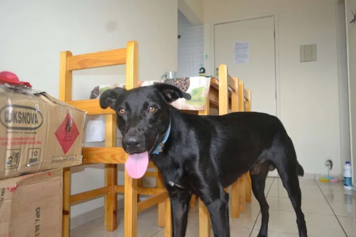 Cachorro ra a labrador c/ pastor alemão  idade 1 ano nome Lucky