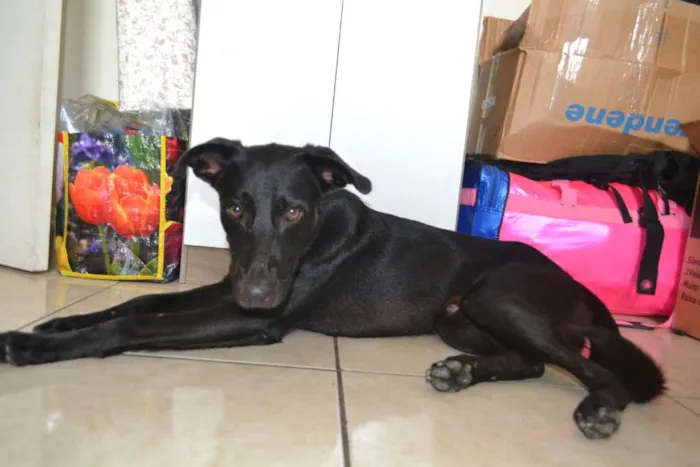 Cachorro ra a labrador c/ pastor alemão  idade 1 ano nome Lucky