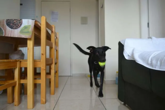 Cachorro ra a labrador c/ pastor alemão  idade 1 ano nome Lucky