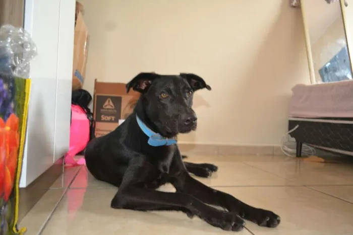 Cachorro ra a labrador c/ pastor alemão  idade 1 ano nome Lucky