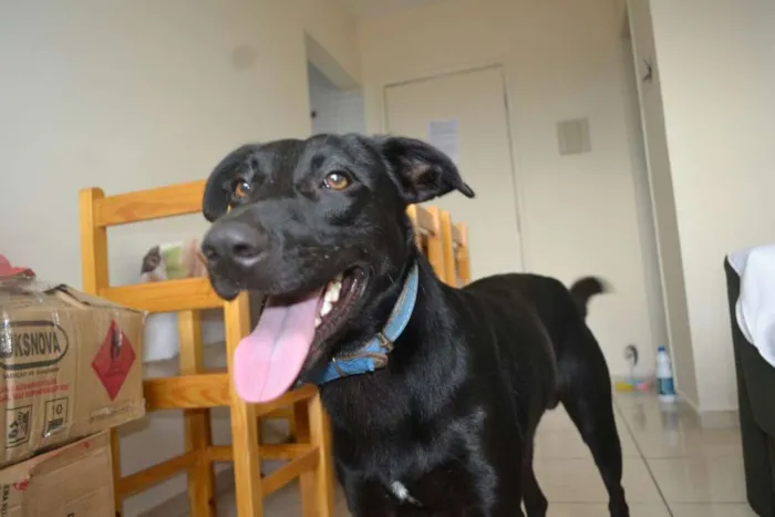 Cachorro ra a labrador c/ pastor alemão  idade 1 ano nome Lucky