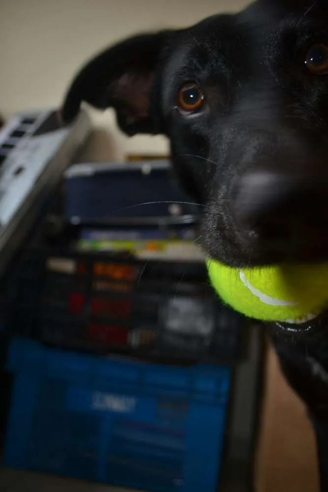 Cachorro ra a labrador c/ pastor alemão  idade 1 ano nome Lucky