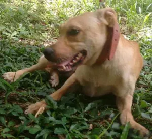 Cachorro raça SRD idade 1 ano nome Helga - adoção espe