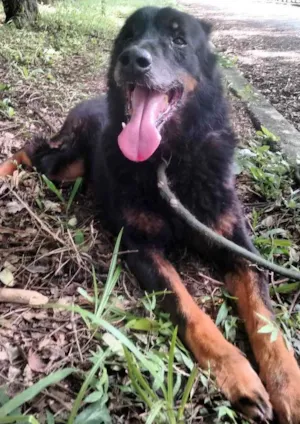 Cachorro raça SRD idade 6 ou mais anos nome Joselito