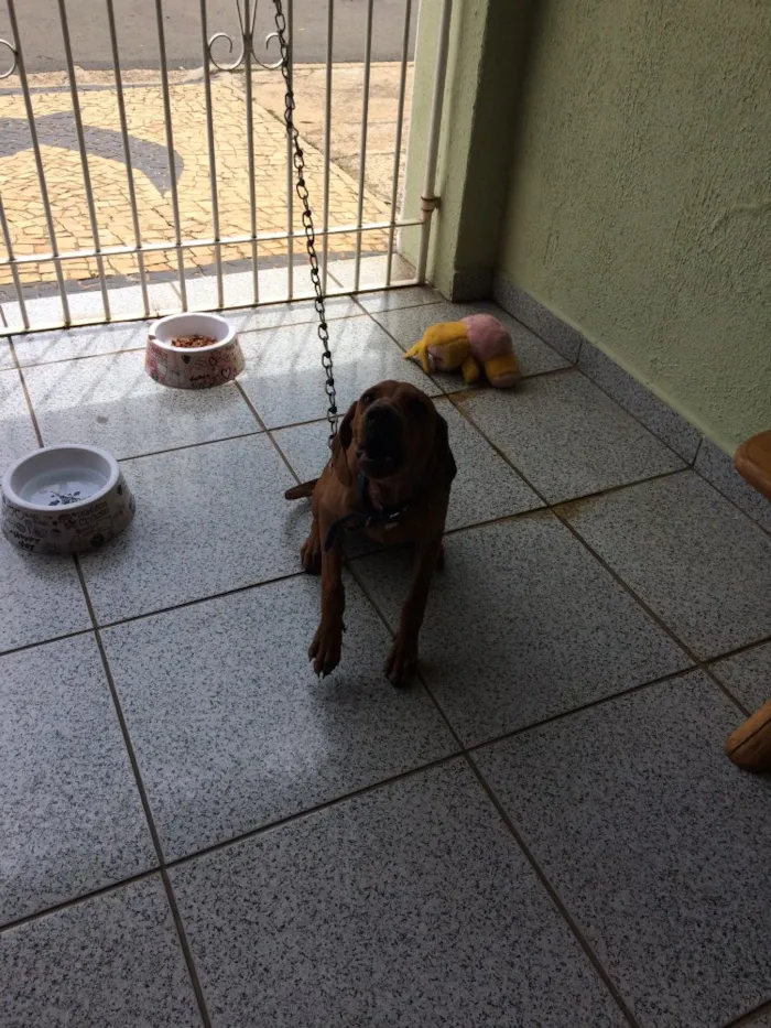 Cachorro ra a Vira lata idade 2 a 6 meses nome Mel
