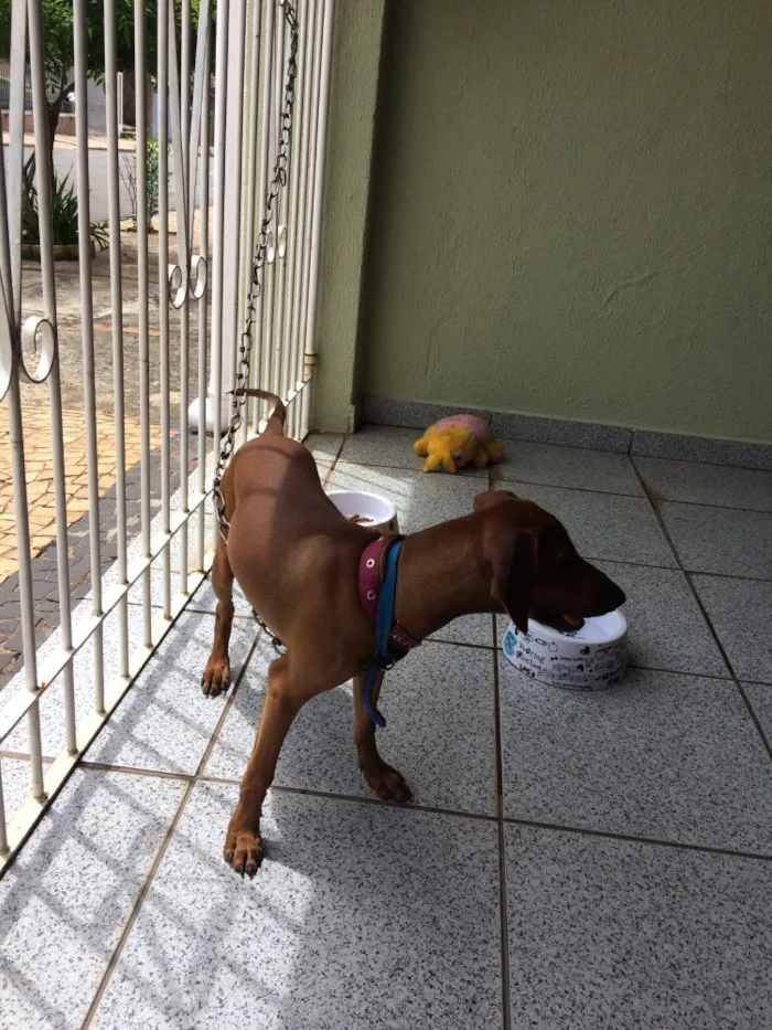 Cachorro ra a Vira lata idade 2 a 6 meses nome Mel