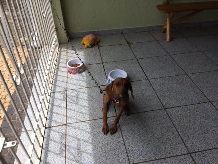 Cachorro ra a Vira lata idade 2 a 6 meses nome Mel