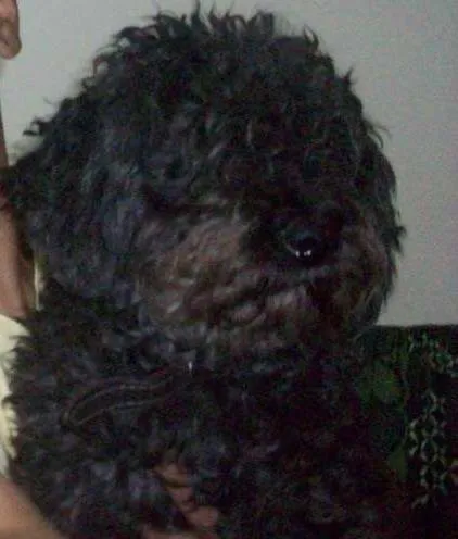 Cachorro ra a Poodle idade 5 anos nome Tico GRATIFICA