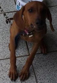 Cachorro ra a Vira lata idade 2 a 6 meses nome Mel
