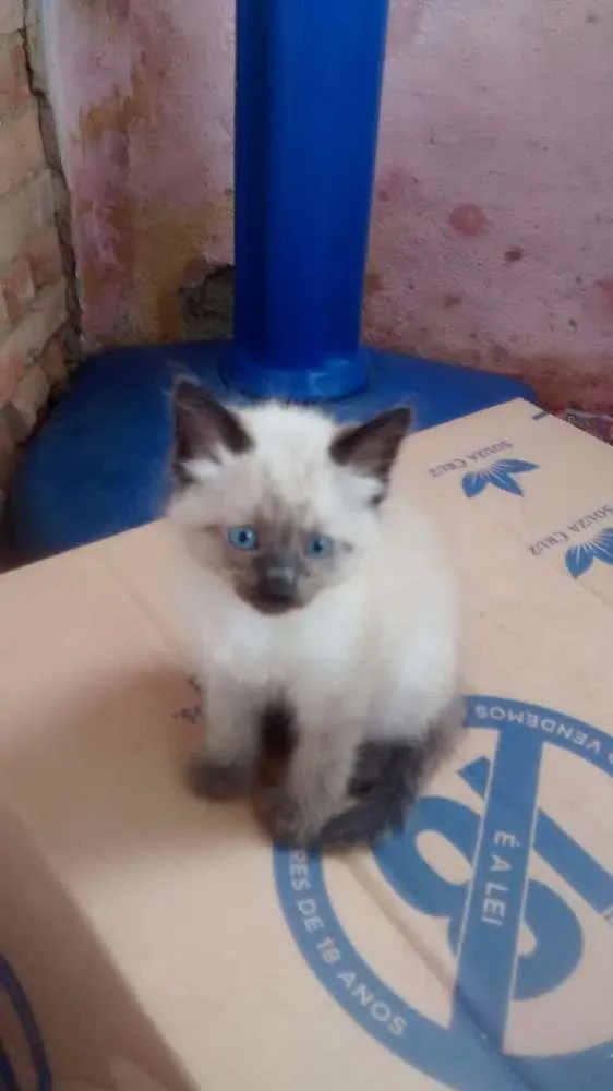 Gato ra a Siamês idade 2 a 6 meses nome Princesa 