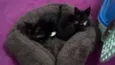 Gatinhos