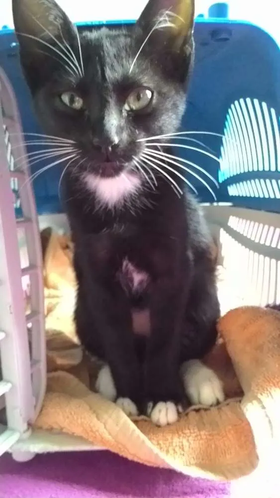 Gato ra a  idade Abaixo de 2 meses nome Gatinhos